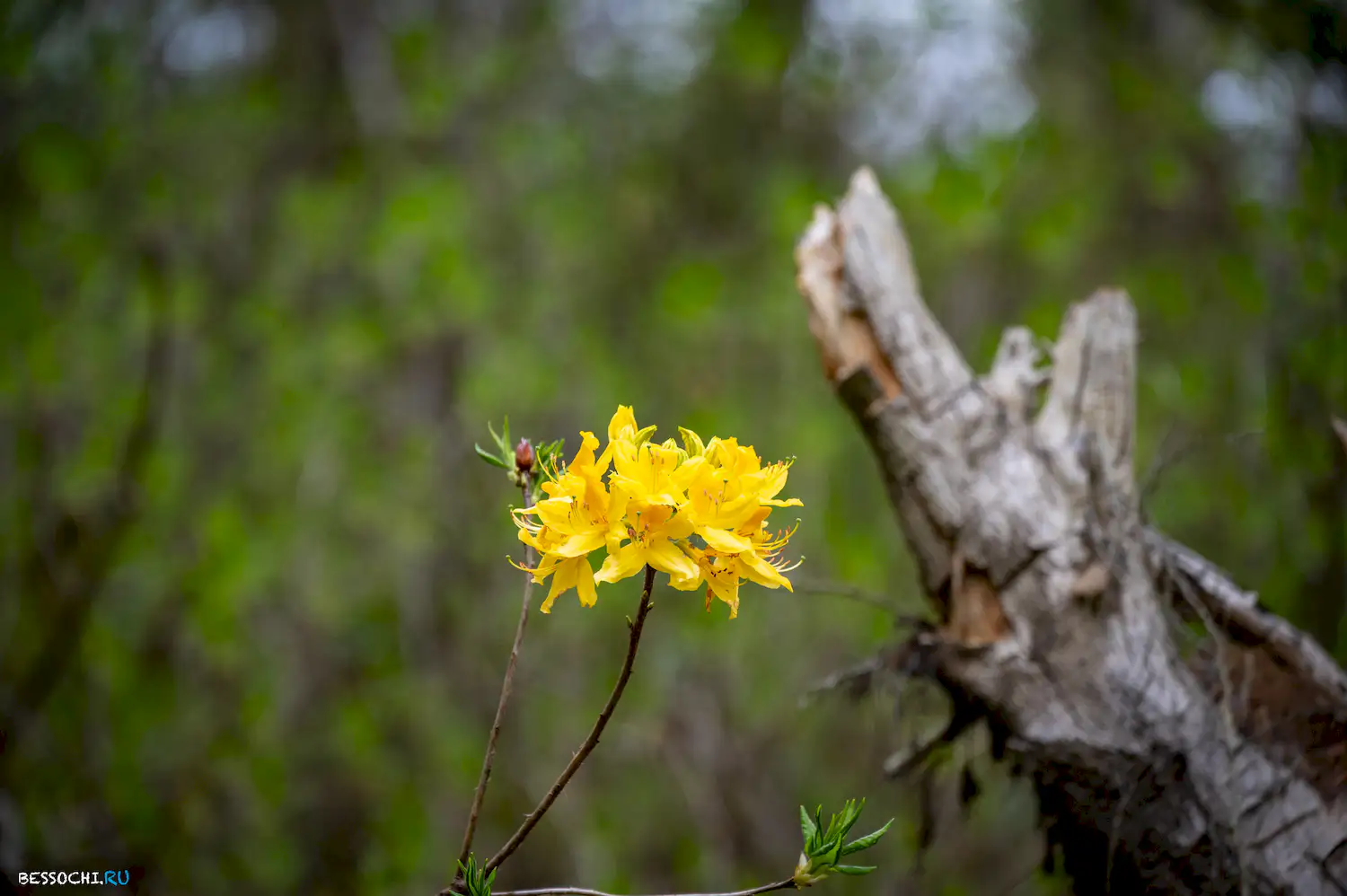 река Кудепста