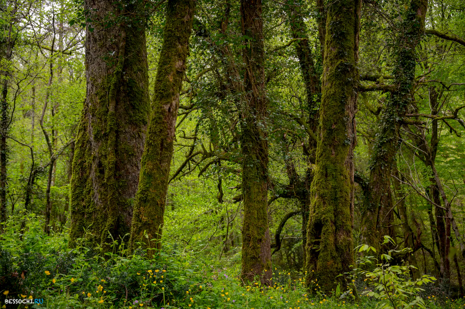 Грушевая поляна