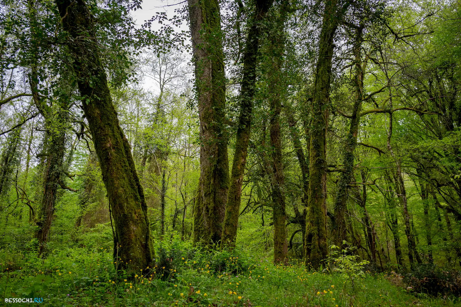 Грушевая поляна