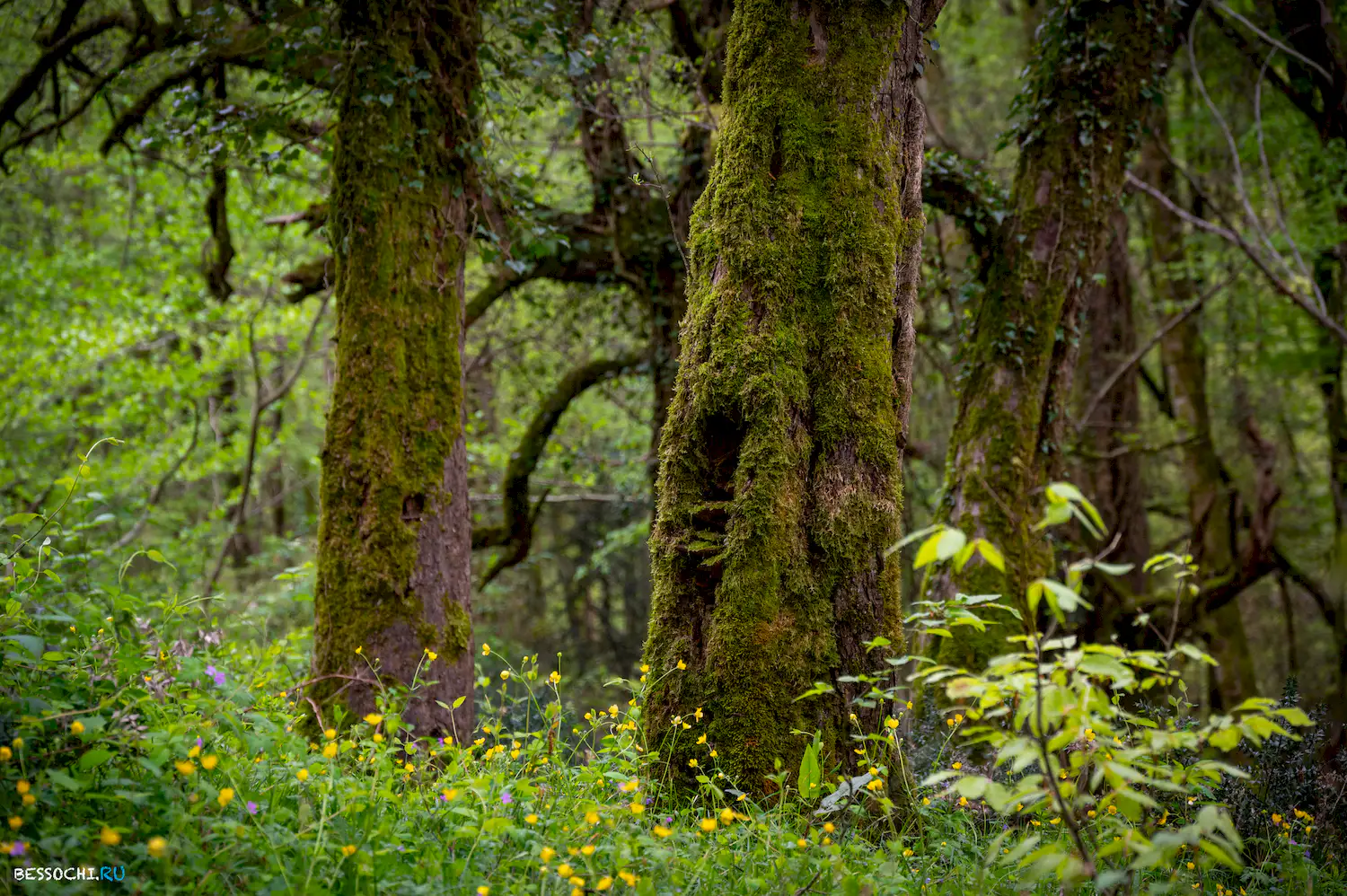 Грушевая поляна
