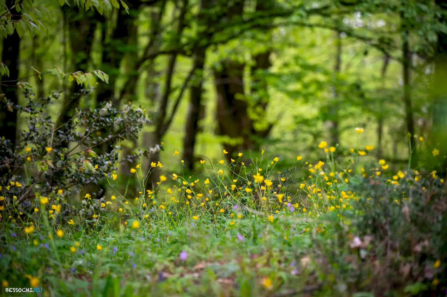 Грушевая поляна