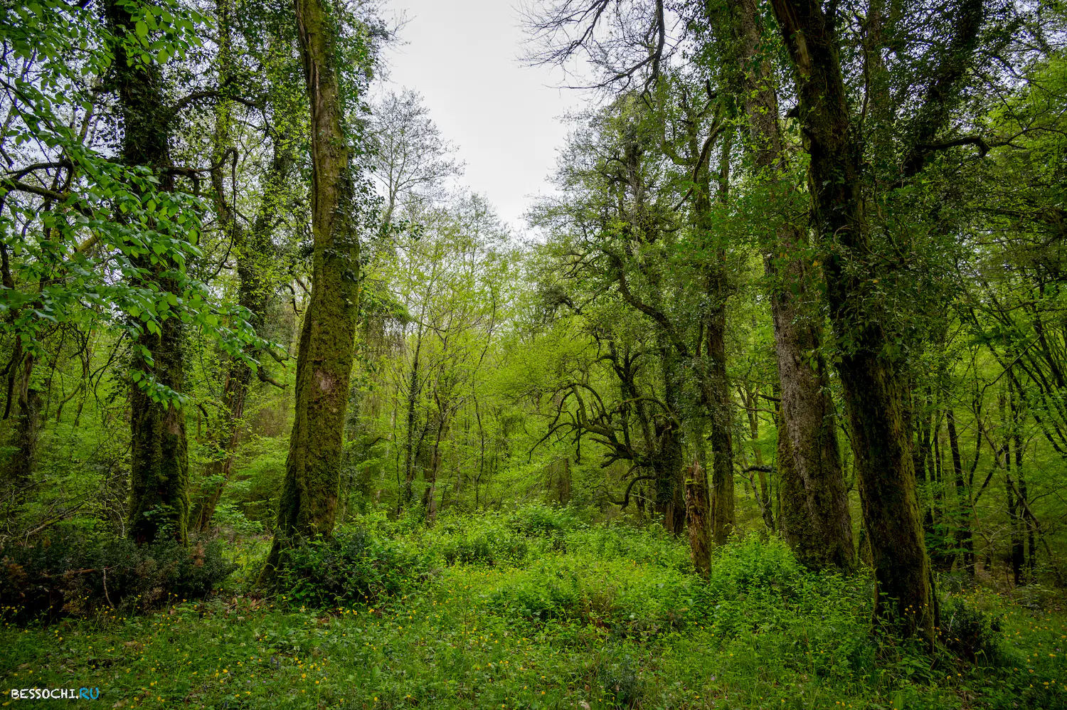 Грушевая поляна