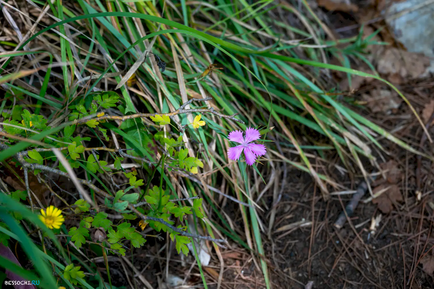 Орлиные скалы